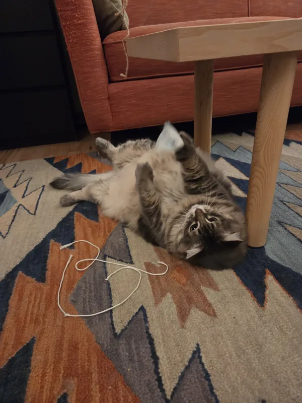 ZW idea: making your own cat toys