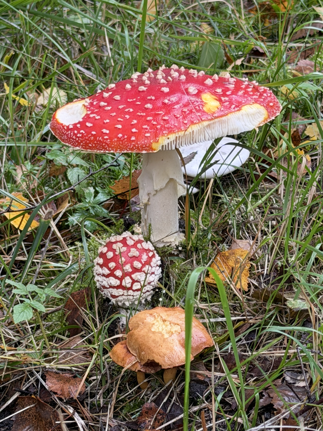 Mushrooms found in the Swedish forest