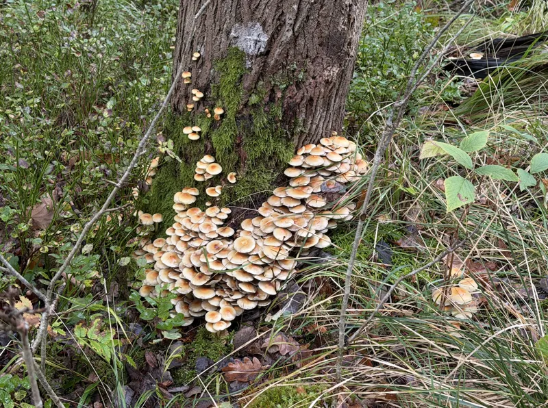 Swedish forest mushrooms! Trash walks bringing people back to noticing the magic of nature
